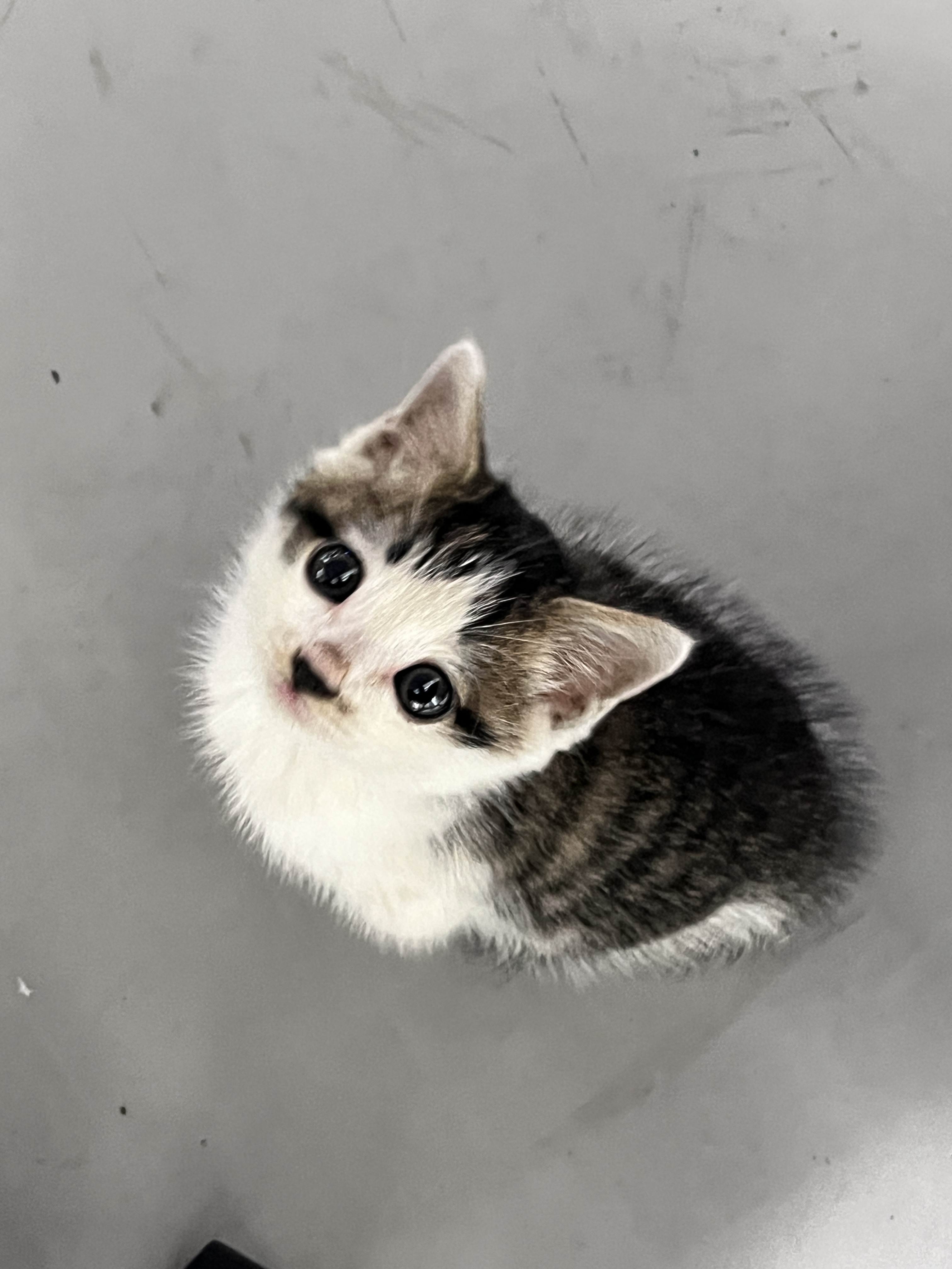 DMK Store Notes: Welcome "New Member" Million