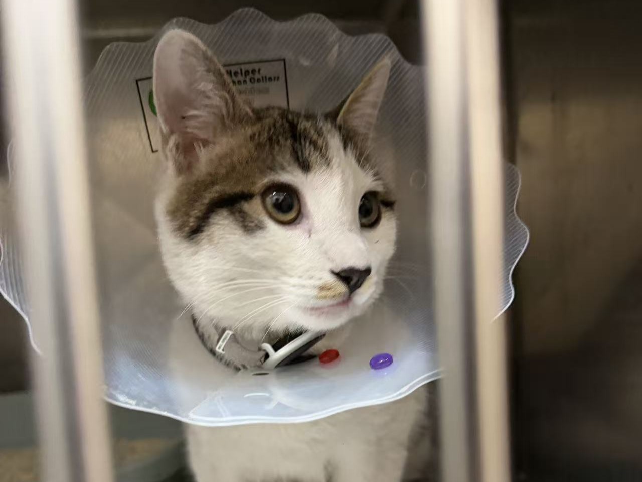 Warm Guardian! DMK Laser Takes Good Care of "Group Pet" Baiwan, Showing Humanistic Care with Love